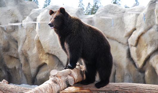 Зима близко: в ижевском зоопарке бурый медведь Гоша предсказал наступление заморозков