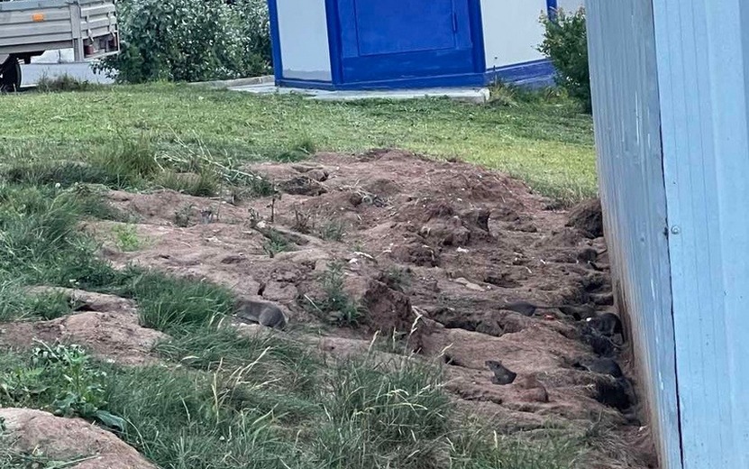 Администрация Ижевска ответила на жалобы о стаях крыс на улице Берша