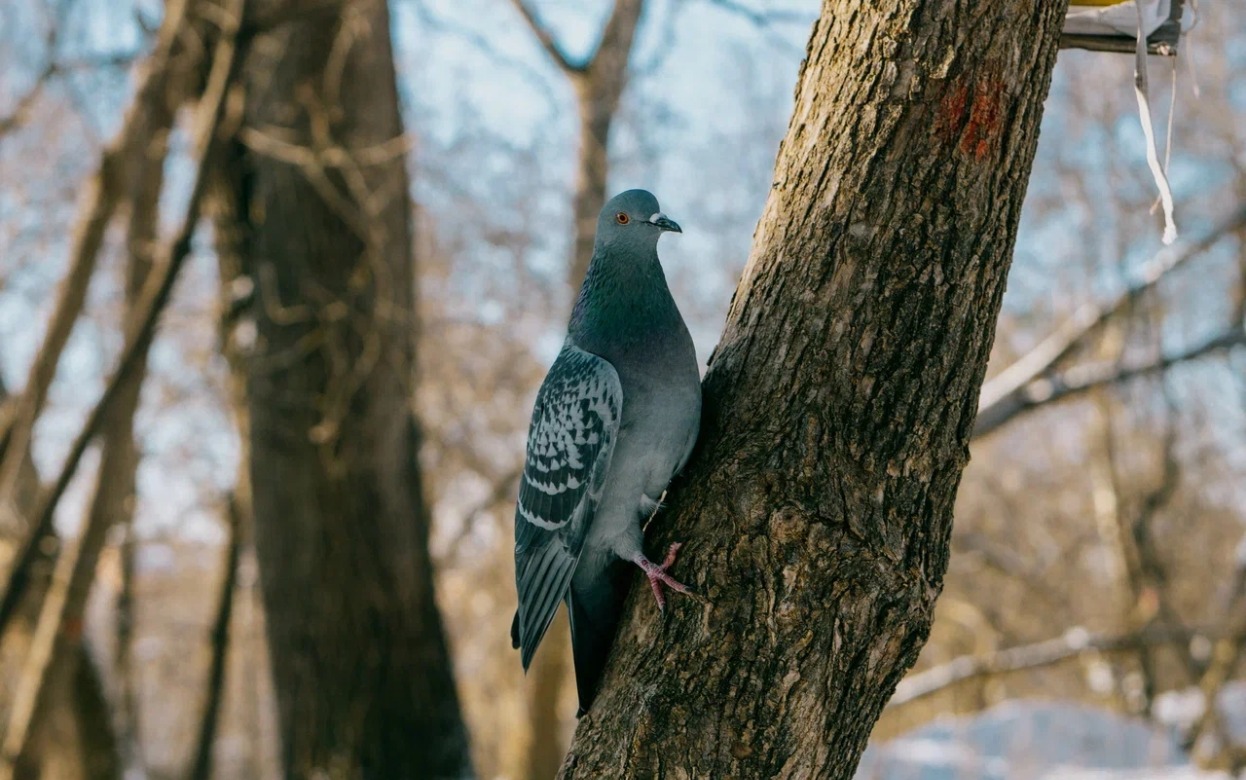Погода на день в Ижевске: 18 января до -12°C и небольшой снег