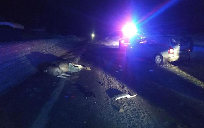Столкновение с лосем на трассе в Удмуртии привело к травмам водителя и 6-летнего ребенка
