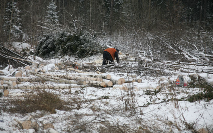 Житель Удмуртии обвинен в незаконной вырубке леса на 4 млн рублей
