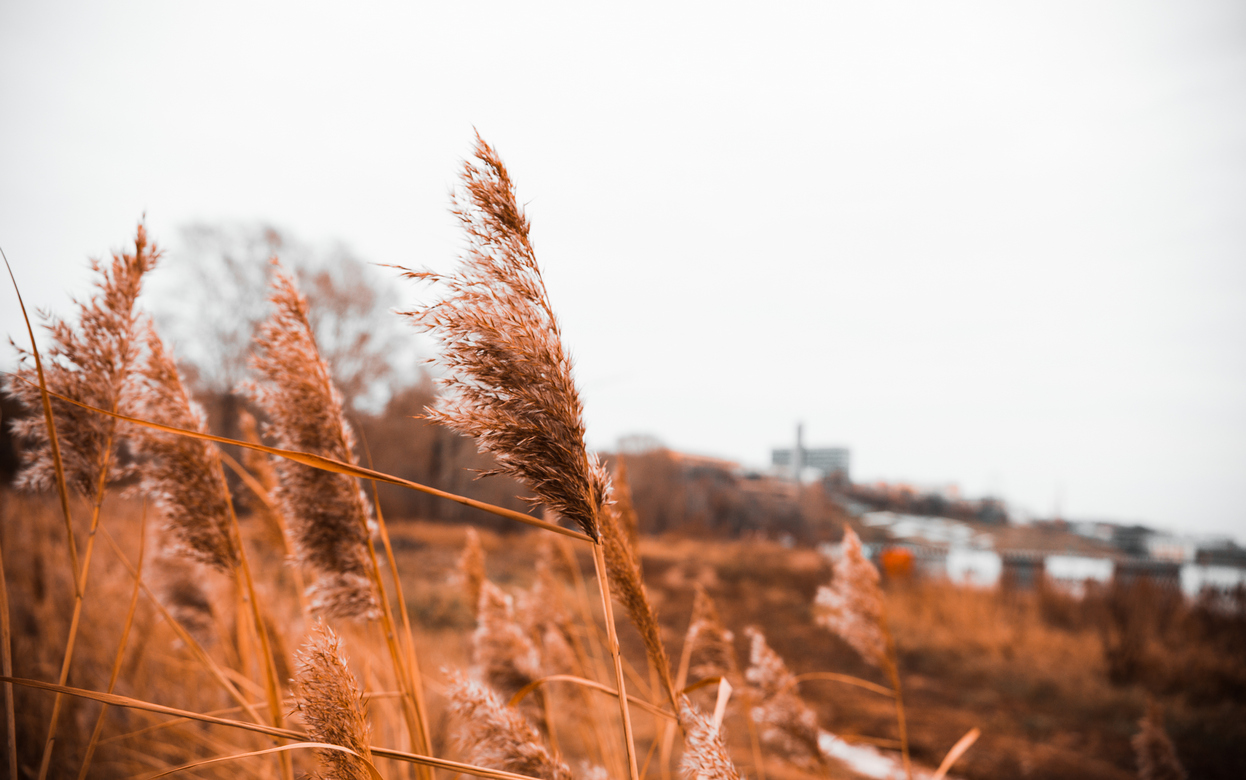 Жителей Удмуртии предупредили об усилении ветра 14 и 15 ноября