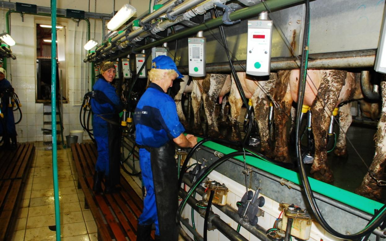 Корова сломала позвоночник доярке в Удмуртии