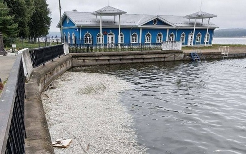 Режим повышенной готовности ввели после массовой гибели рыбы на пруду в Воткинске