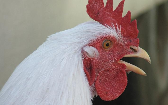Птичий грипп в Удмуртии: вакцинировать не будут, кур заберут принудительно, а птицефабрики обяжут отпугивать чаек