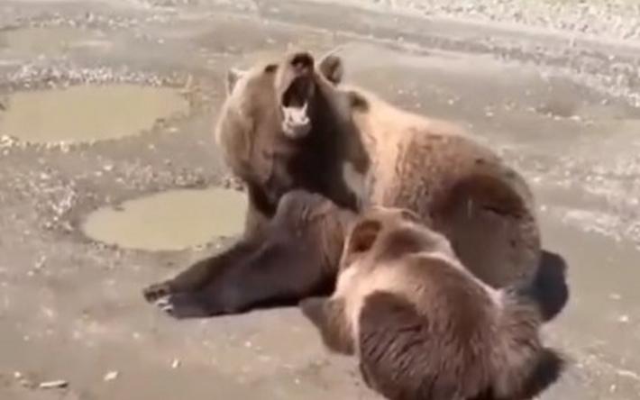 Медведицу и медвежонка заметили на дороге в Удмуртии