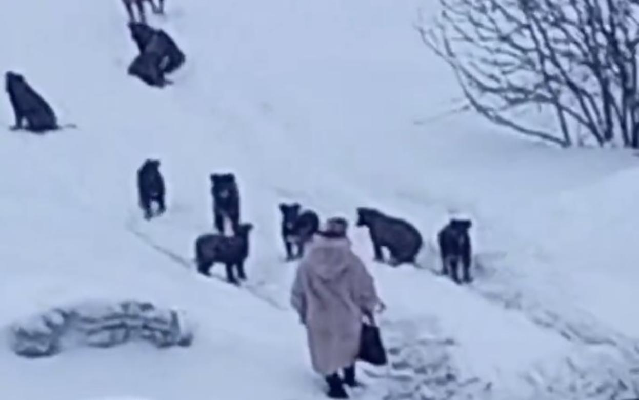 Жители Ижевска жалуются на стаю собак на «Болоте»