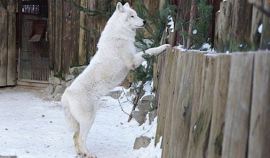 Арктический волк переехал из Ижевска в Зоопарк Екатеринбурга