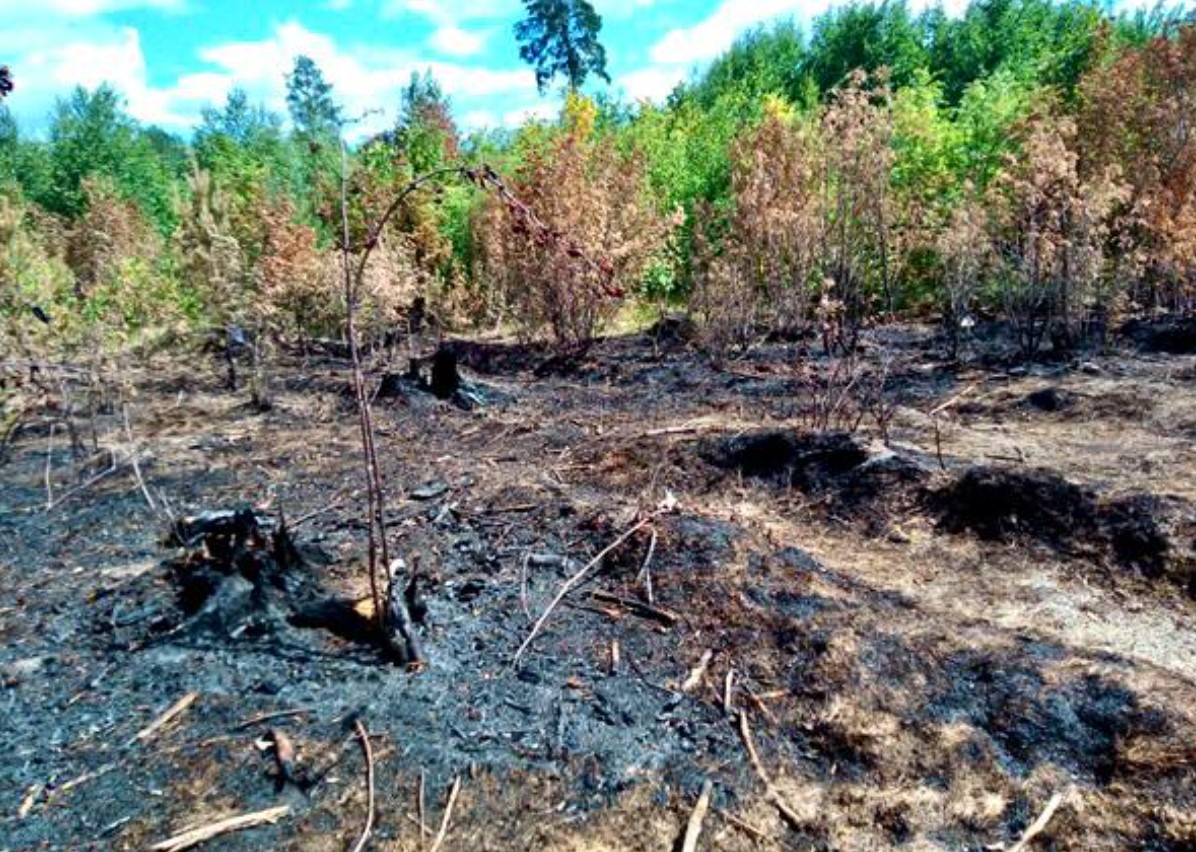 Пожароопасный сезон завершился в Удмуртии