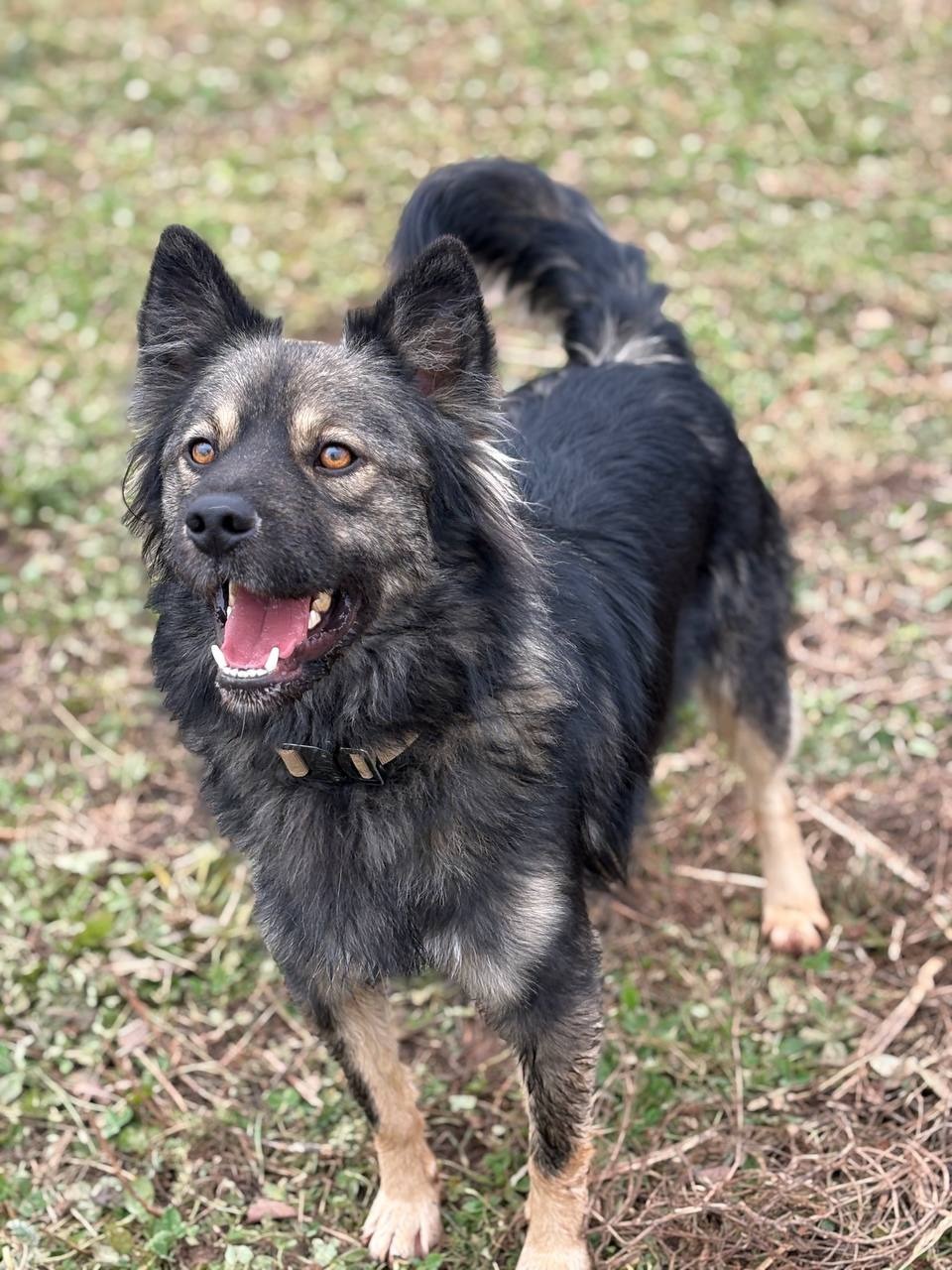 Ищу дом: пес по кличке Балу, 3 года 