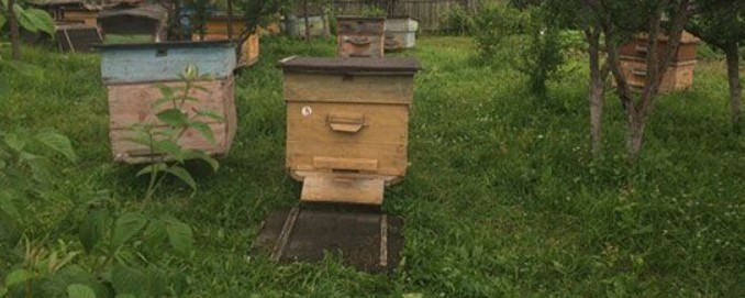 11 случаев заболевания пчел выявили в Удмуртии 