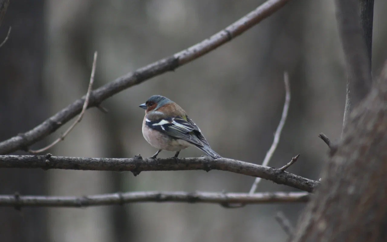 Забитые снегом парковки, травмы на неофициальной работе и устаревшие газовые плиты: что обсуждают ижевчане в социальных сетях 25 февраля