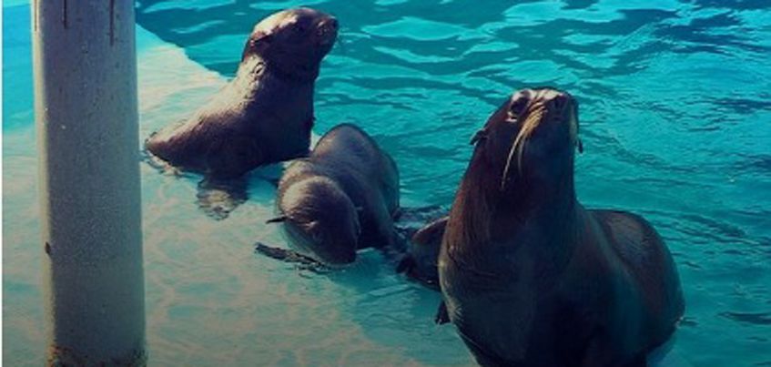 В ижевском зоопарке родилась двойня морских котиков