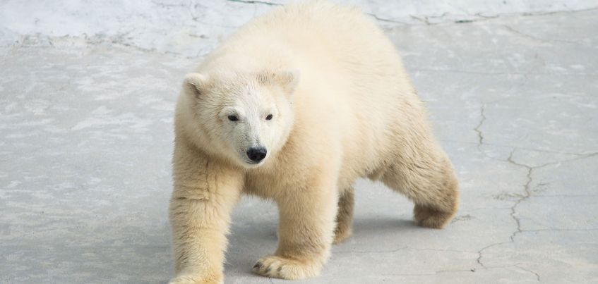 Белого медведя Норда из Ижевского зоопарка перевезли в Копенгаген