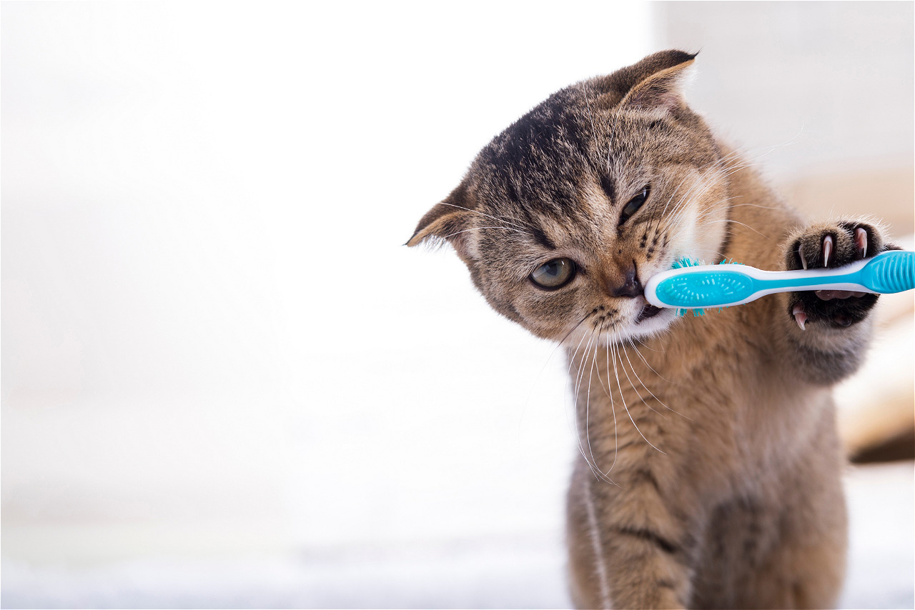 Запах изо рта и отказ от корма: ветеринар объяснил, как распознать зубной камень у кошки