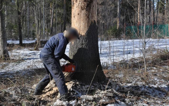 Экс-сотрудника колонии в Удмуртии обвиняют в незаконной рубке леса на 1,7 млн рублей