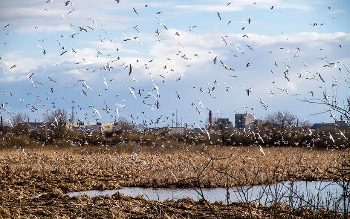 Многомиллиардные убытки и подорожание продуктов птицеводства: к чему может привести дальнейшее распространение птичьего гриппа в Удмуртии 