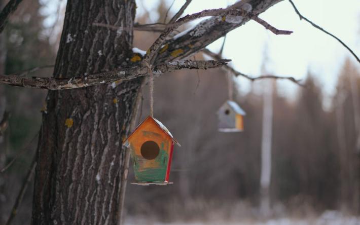 «Покормите птиц зимой»: каких пернатых можно встретить на кормушках в Ижевске