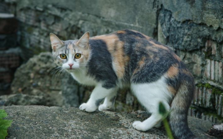 Жителя Удмуртии осудили за жестокое обращение с кошкой
