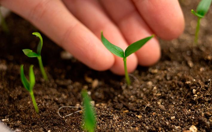 Лонган и питахайя: можно ли что-то вырастить из семян экзотических фруктов