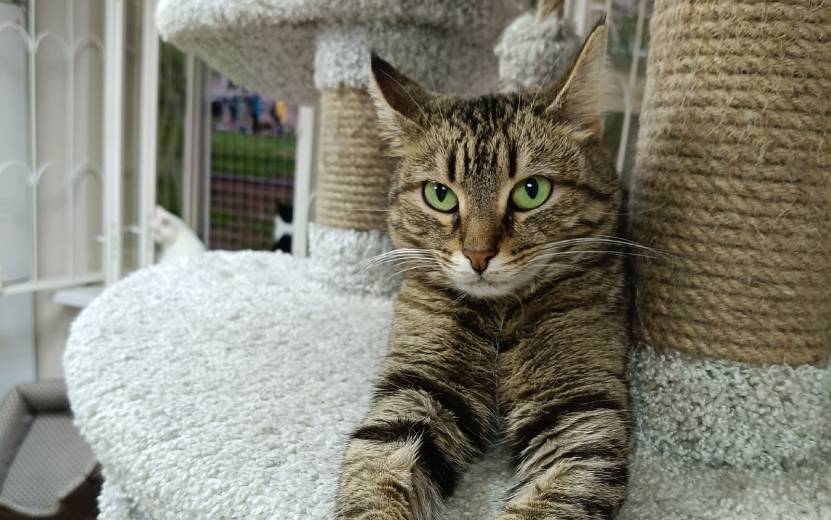 Ищу дом: Бася, девочка, около 2 лет