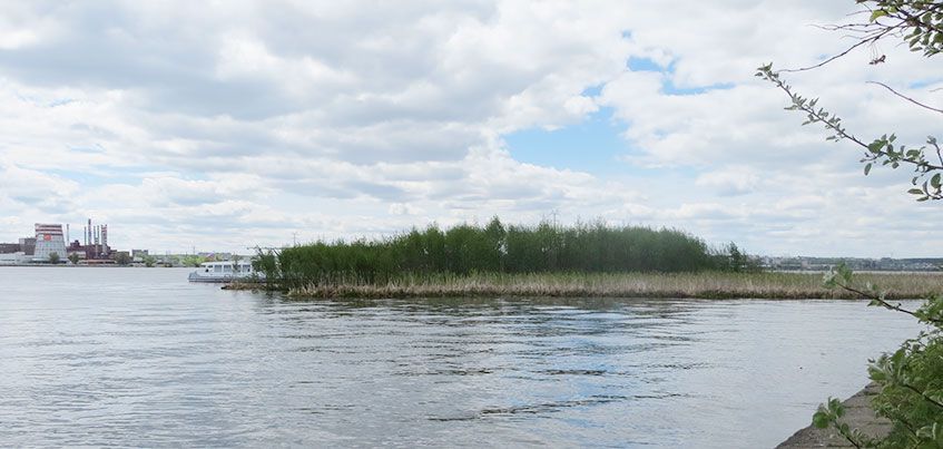 В Ижевске к середине осени утилизируют появившийся на пруду плавучий остров