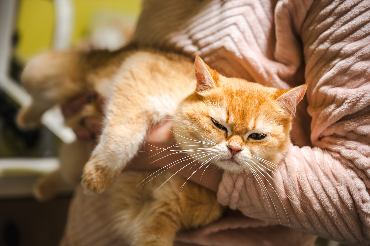 Кошка мстит: 7 ошибок, из-за которых питомец пакостит хозяевам, портит мебель и писает мимо лотка