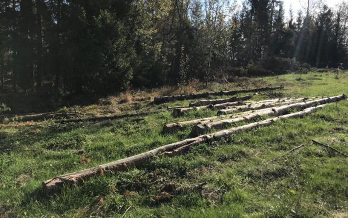 Жителя Удмуртии подозревают в краже древесины на более 1,4 млн рублей