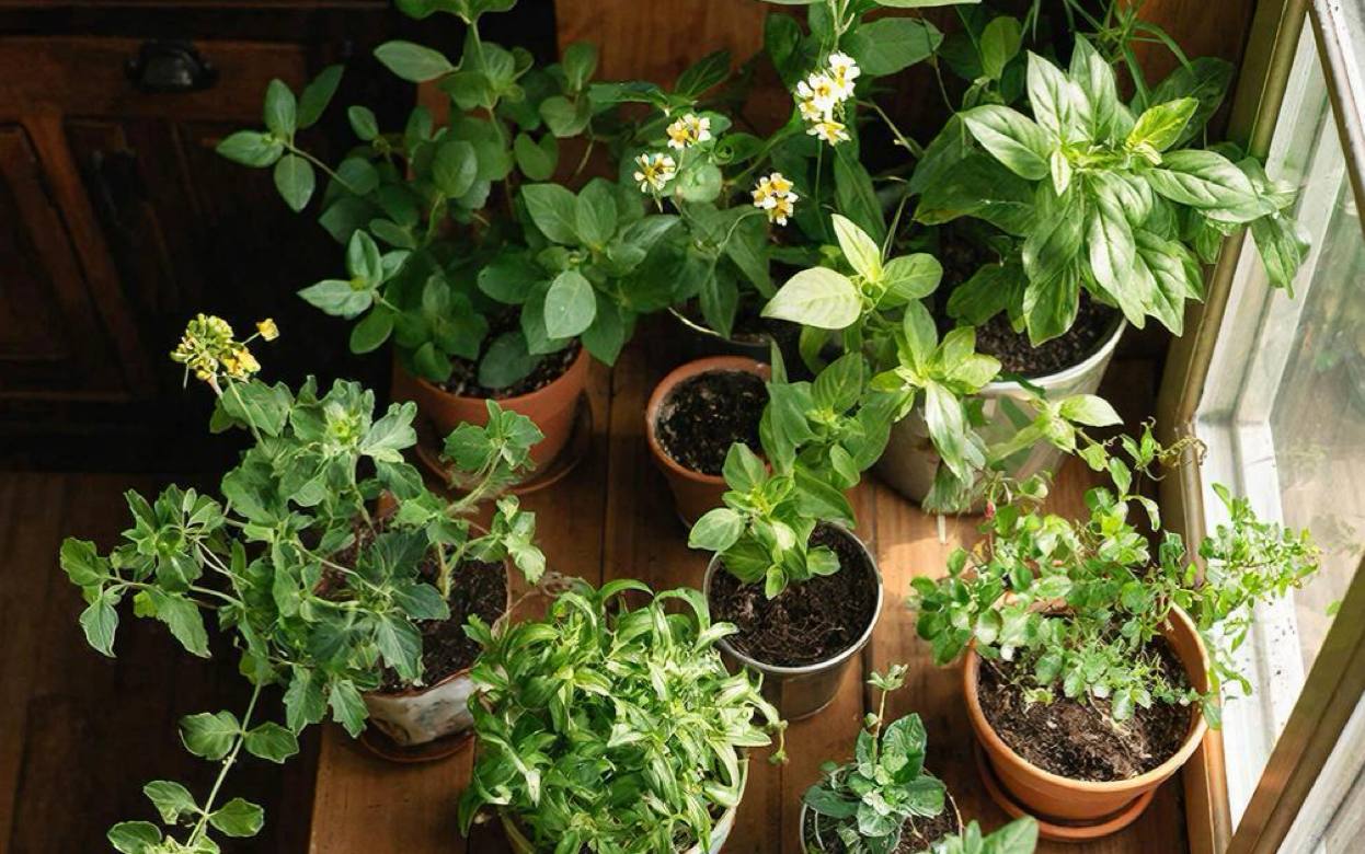 Что посадить в марте для быстрого урожая летом