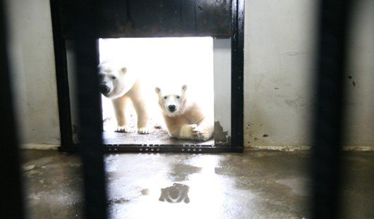 В зоопарке Ижевска родились белые медведи-двойняшки