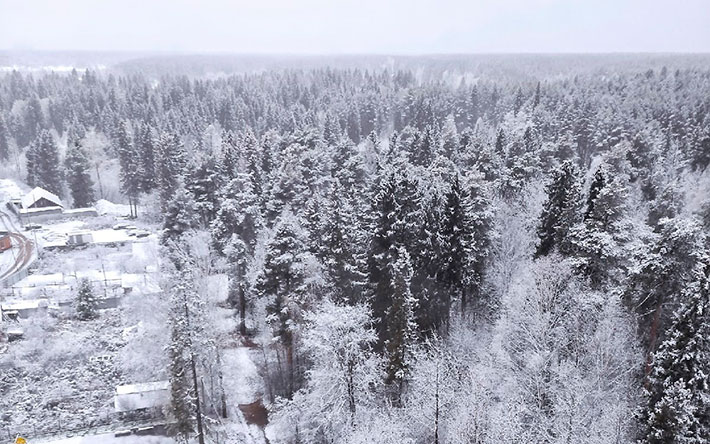 Проект благоустройства Холмогоровского леса представят жителям Ижевска 15 ноября