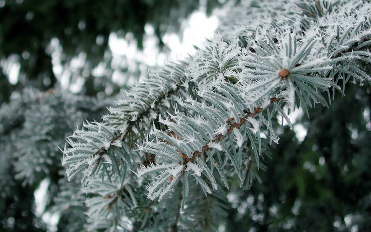 Погода в Ижевске на месяц: каким обещает быть январь 2026