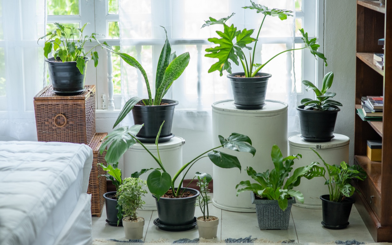 Фикус против стресса: ученые и экстрасенсы спорят, могут ли растения «очистить» ваш дом от негатива