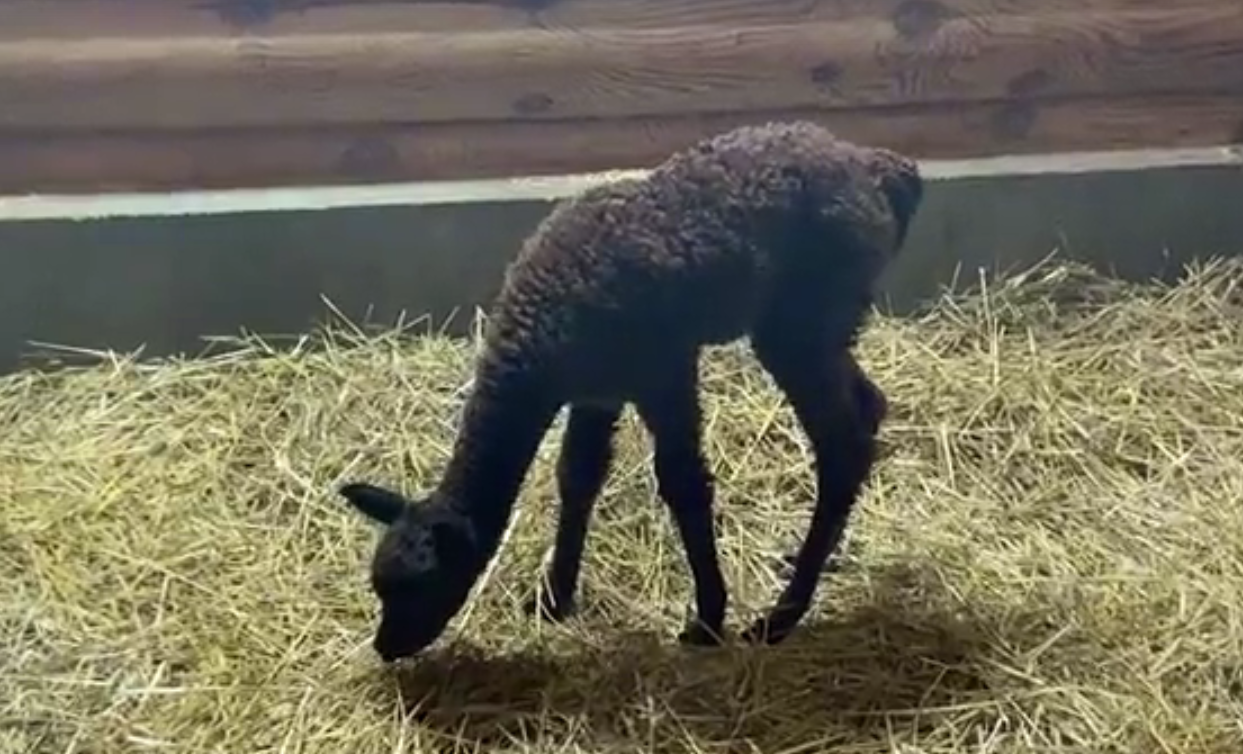  В зоопарке Удмуртии у альпак родился малыш