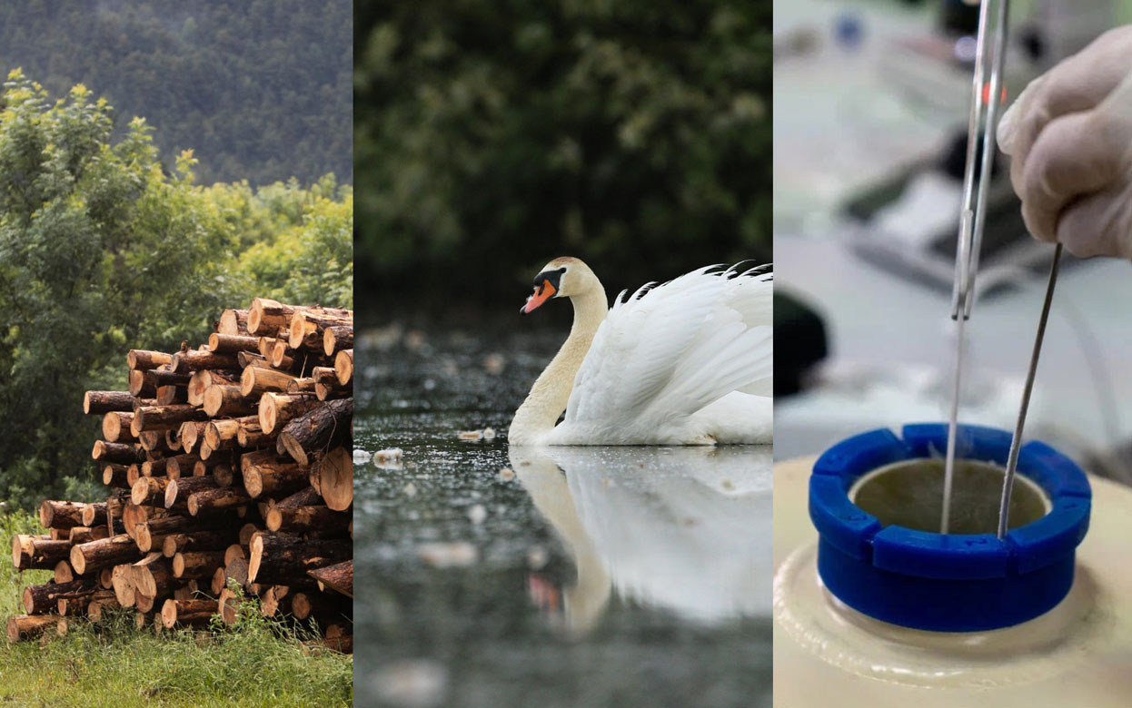 Контроль за использованием дерева, лебедь со сломанным крылом и поиск источника неприятного запаха: что обсуждают жители Ижевска в соцсетях 27 октября