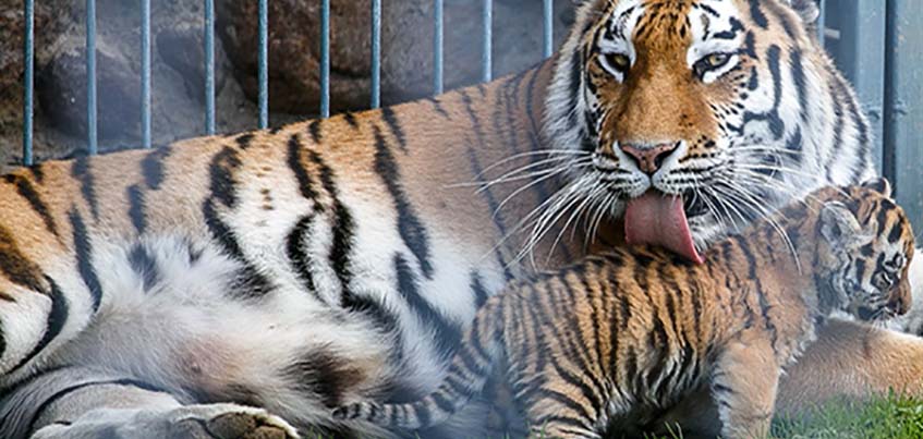 В Ижевском Зоопарке снова пополнение: родились амурские тигрята-двойняшки