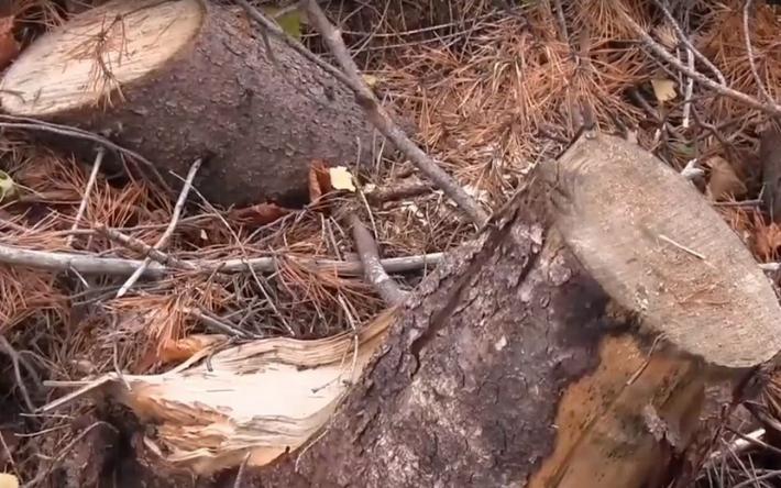 Жителя Удмуртии обвиняют в незаконной рубке леса на 35 млн рублей