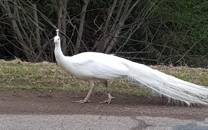 Белого павлина заметили на дороге в Удмуртии