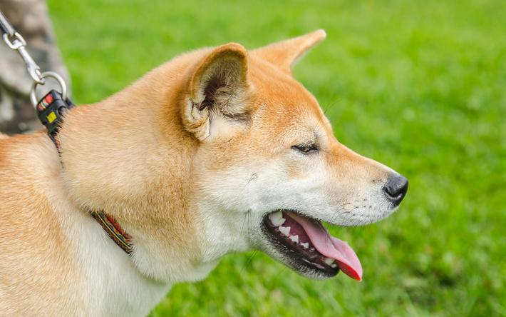 Две территории для выгула собак обустроят в Ижевске в 2023 году