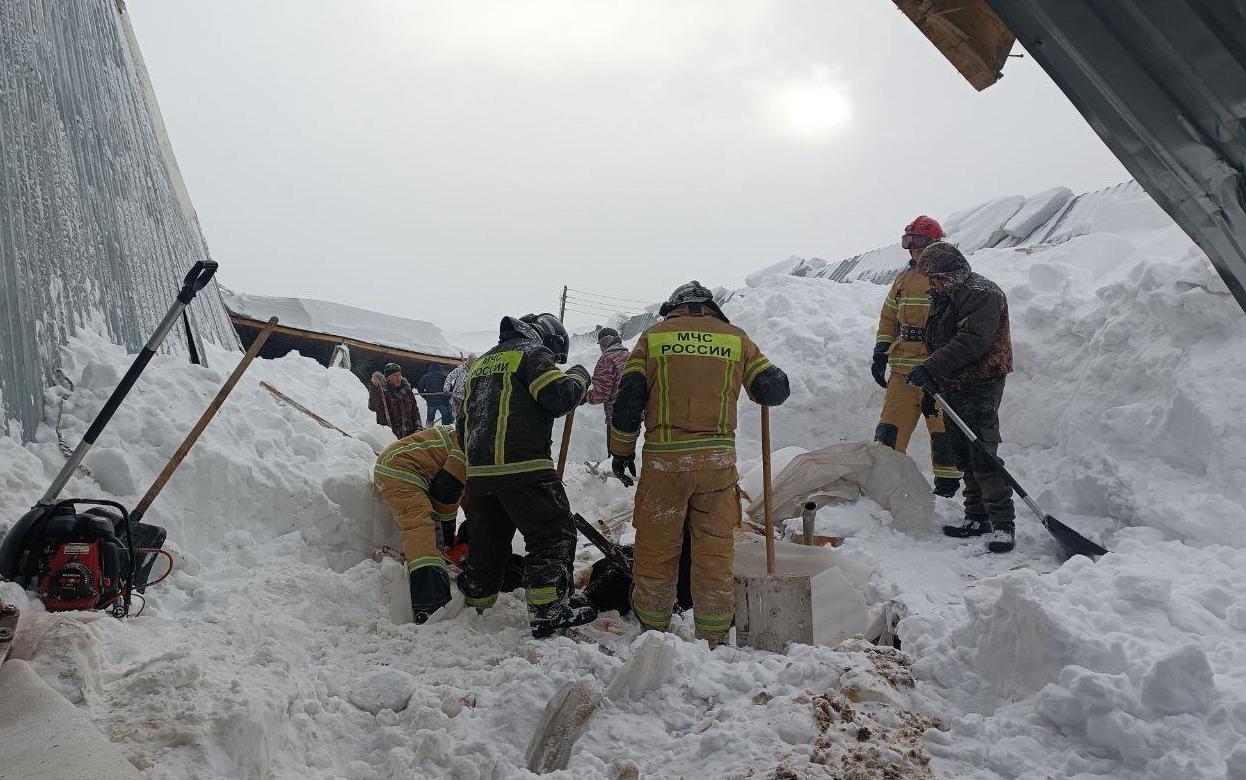 30 коров оказались под завалами при обрушении крыши в Удмуртии