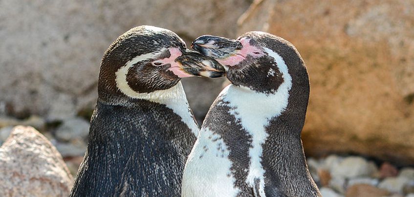 В ижевский зоопарк привезут краснокнижных пингвинов