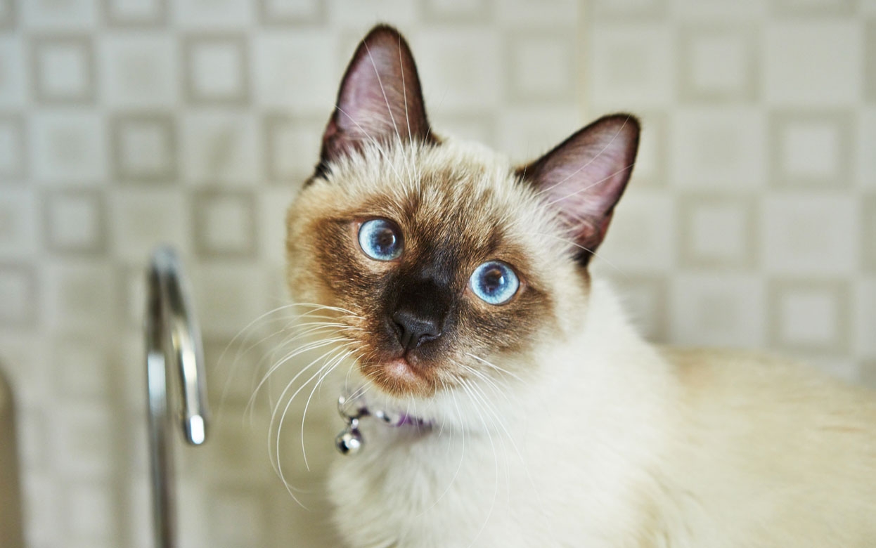 Кричит по ночам, лижется до залысин и писает где попало: почему кошка впадает в депрессию