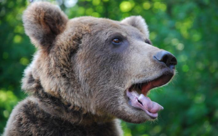 Видео: медведицу с медвежатами заметили под Ижевском