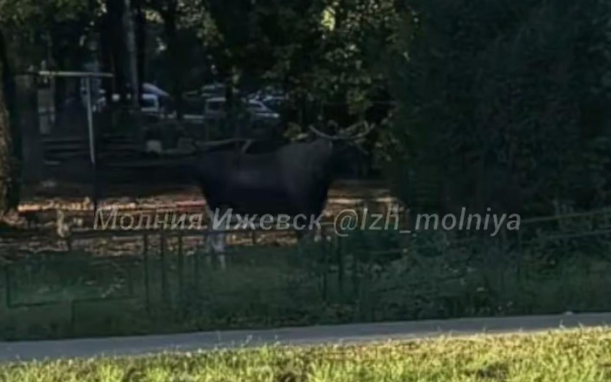 Видеофакт: лося заметили на улице Ворошилова в Ижевске