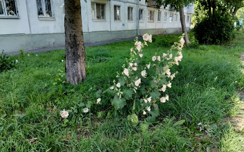 Посреди газонов, где цветники не предусматривались, тоже нет-нет да и встретится цветущий куст