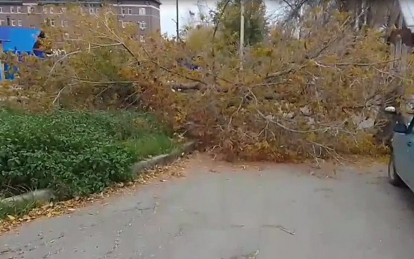 Дерево упало на улице Свердлова. Видео: слушатель "НАШЕго радио в Ижевске"