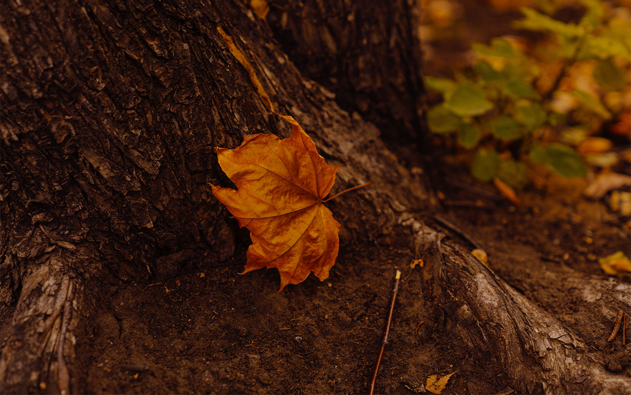 Свинарник в уличном туалете, вредная соль на дорогах и споры из-за скверов: что обсуждают ижевчане в соцсетях 31 октября