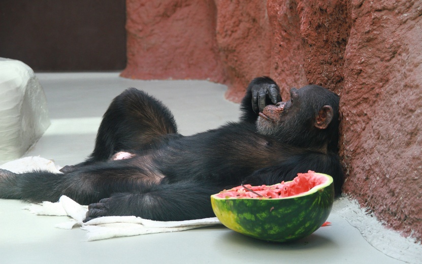 Фотофакт: шимпанзе Ричард ест арбуз в зоопарке Ижевска