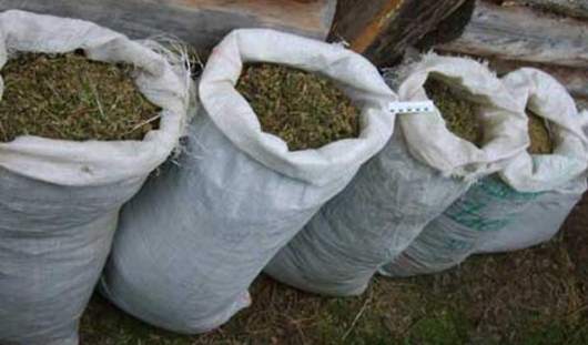 Жители Воткинска нашли около 3 кг марихуаны в разрушенном гараже