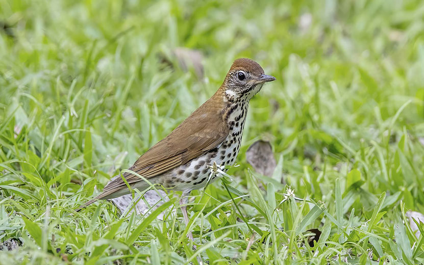 Лесной дрозд. Видео:www.birds.cornell.edu